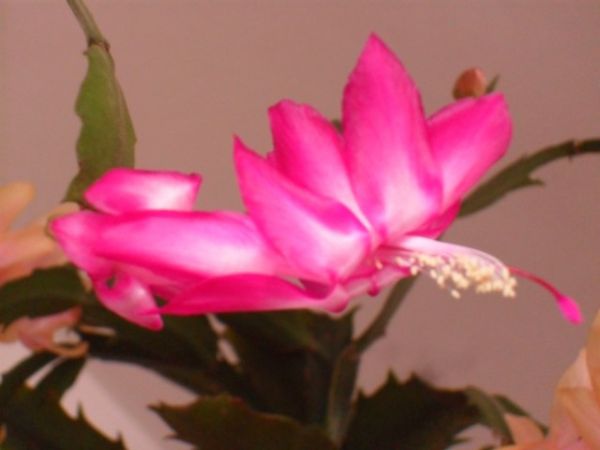 Sclumbergera truncata  bicolor pink x branca