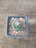 Mammilaria mammilaris