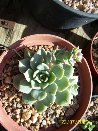 Echeveria Vanbren