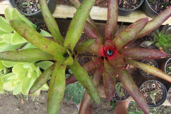 Neoregelia vb005 - tipo candelabro