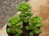 Sedum lucidum obesum