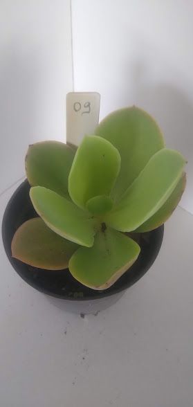 Echeveria gigante muda G09