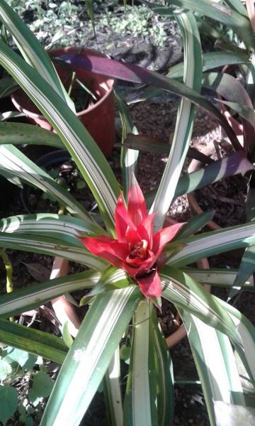 Guzmania variegata