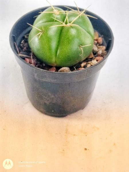 Gymnocalycium horstii