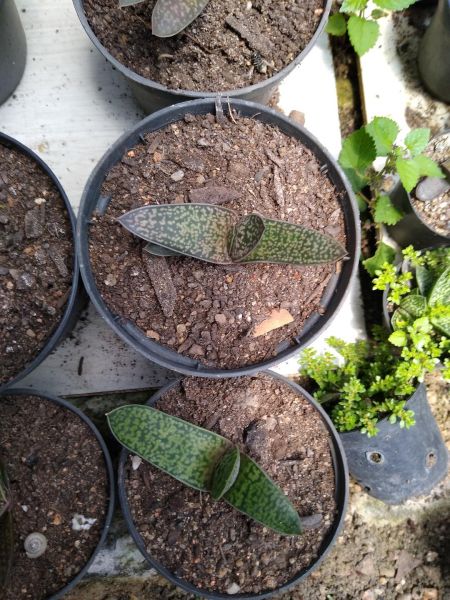 Gasteria excelsa