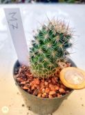 Mammillaria M7