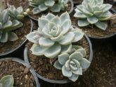 Echeveria White Gilva