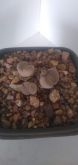 Lithops sp