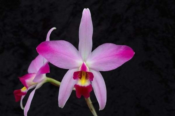 Laelia anceps