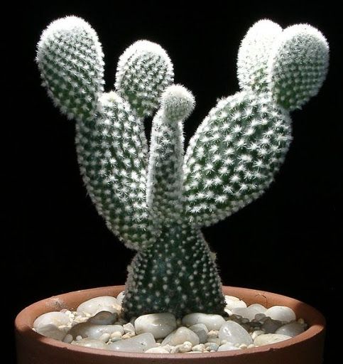 Opuntia microdaysis albospina