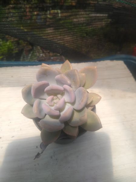 Graptoveria supreme