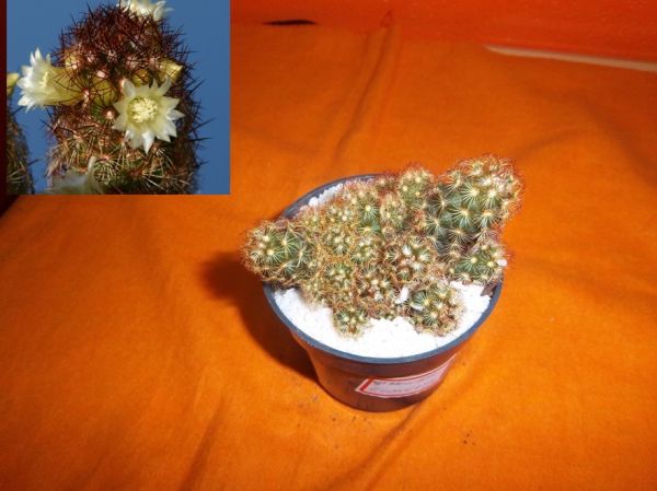 Mammillaria elongata