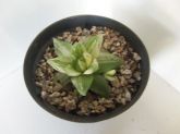 Haworthia cymbisformis variegata