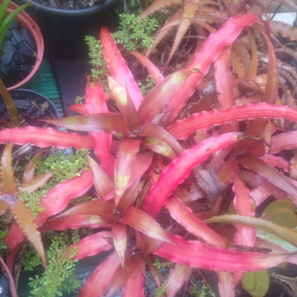 Cryptanthus sp