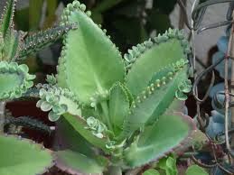 Kalanchoe laetivirens