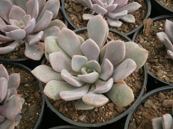 Graptoveria debbie