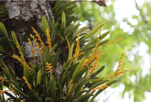 Acianthera glumacea