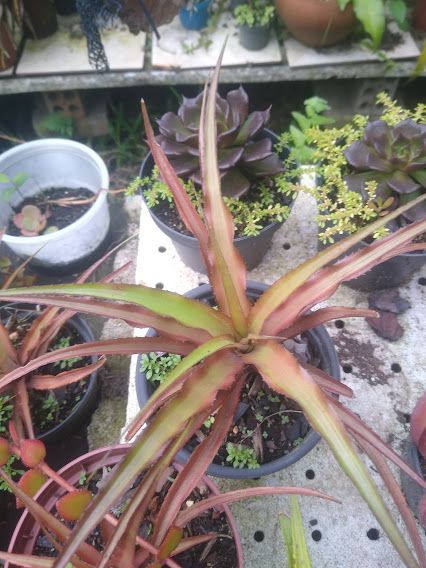 Cryptanthus colnagoi