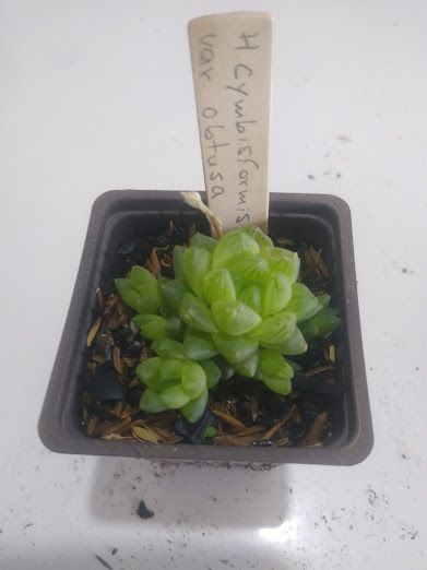 Haworthia cymbisformis var obtusa