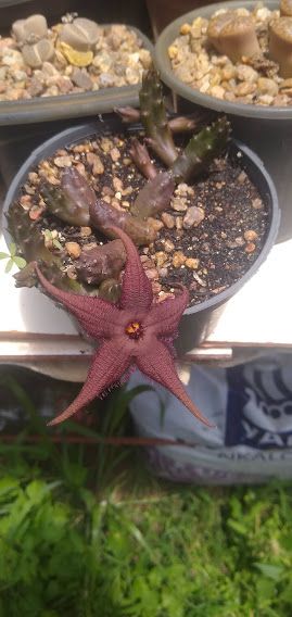 Stapelia  schinzii var angolensis