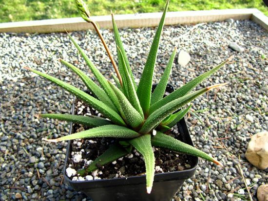 Haworthia glabra