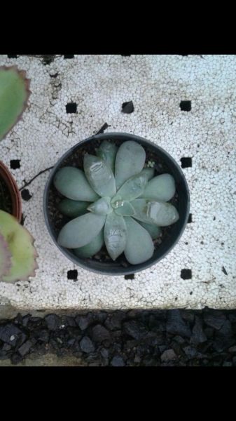 Echeveria corimbosa