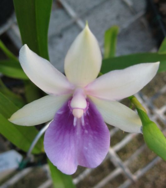 Miltonia regneli