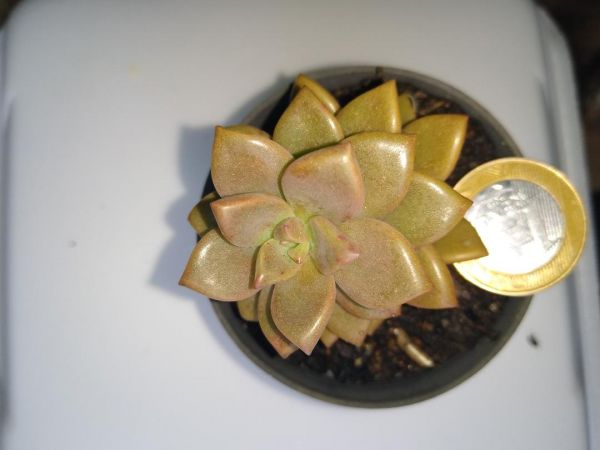 Graptoveria gilva - Muda