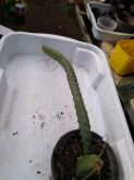 Hylocereus sp 02