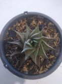 Haworthia limifolia