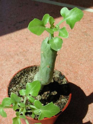 Senecio articulatus