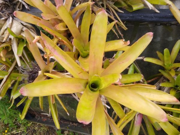 Neoregelia VBcomp