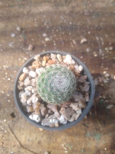 Mammilaria woodsi