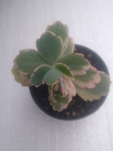 kalanchoe fedtschenkoi variegata