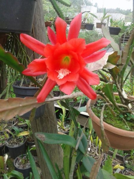 Epiphyllum blizz