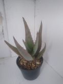 Aloe SP II