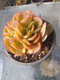 Echeveria Aguida Cristata