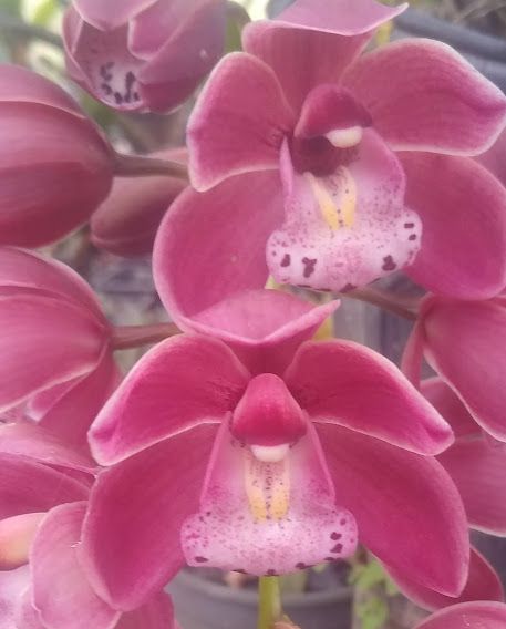 Cymbidium Rubi Sarah (pendente)