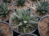Haworthia Becaria